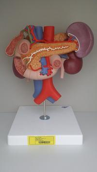 췌장모형